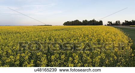 Stock Photo - Oilseed rape (Brassica napus) crop in a field, Manitoba, Canada. Fotosearch