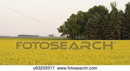 Oilseed rape (Brassica napus) crop in a field, Manitoba, Canada View Large Photo Image Stock Photo - Oilseed rape (Brassica napus) crop in a field, Manitoba, Canada. Fotosearch