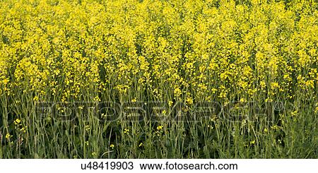 Oilseed rape (Brassica napus) field, Manitoba, Canada View Large Photo Image Stock Image - Oilseed rape (Brassica napus) field, Manitoba, Canada. Fotosearch