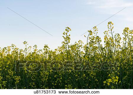 Stock Image - Oilseed rape (Brassica napus) field, Manitoba, Canada. Fotosearch