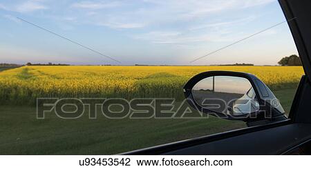 Stock Image - Oilseed rape (Brassica napus) field viewed through from a window of a car, Manitoba, Canada. Fotosearch
