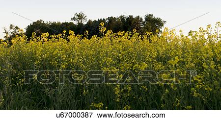 Oilseed rape (Brassica napus) field, Manitoba, Canada View Large Photo Image Stock Photo - Oilseed rape (Brassica napus) field, Manitoba, Canada. Fotosearch