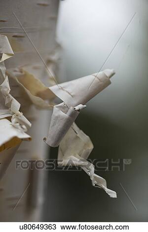 Stock Image - Peeling bark of a Birch tree, Lake of The Woods, Keewatin, Ontario, Canada. Fotosearch