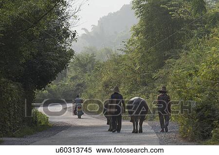 People with their cattle on roadway, Yangshuo, Guilin, Guangxi Province, China View Large Photo Image Stock Photography - People with their cattle on roadway, Yangshuo, Guilin, Guangxi Province, China. Fotosearch