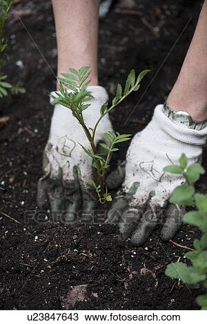 Stock Image - Person planting, Kenora, Ontario, Canada. Fotosearch