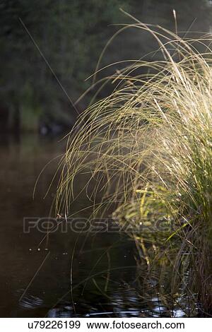 Stock Photo - Reed growing at the lakeside, Lake of The Woods, Keewatin, Ontario, Canada. Fotosearch
