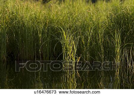 Stock Image - Reed in a lake, Lake Of The Woods, Keewatin, Ontario, Canada. Fotosearch