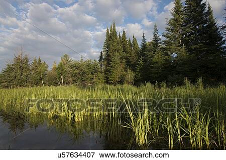 Stock Photo - Reed in a lake, Lake Of The Woods, Keewatin, Ontario, Canada. Fotosearch