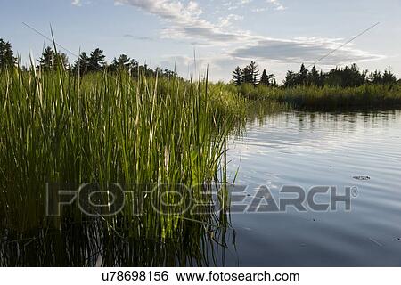 Stock Photograph - Reed in a lake, Lake Of The Woods, Keewatin, Ontario, Canada. Fotosearch