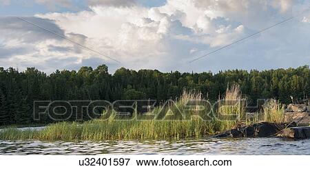 Stock Photo - Reed with trees at lakeside, Lake Of The Woods, Keewatin, Ontario, Canada. Fotosearch