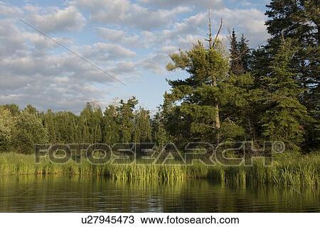 Stock Image - Reed with trees at the lakeside, Lake of The Woods, Keewatin, Ontario, Canada. Fotosearch