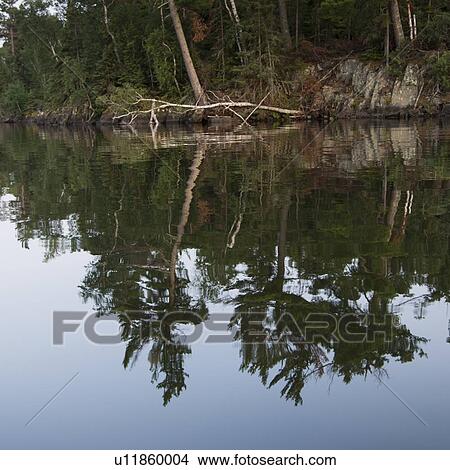 Reflection of trees along shoreline, Lake of The Woods, Ontario, Canada View Large Photo Image Picture - Reflection of trees along shoreline, Lake of The Woods, Ontario, Canada. Fotosearch