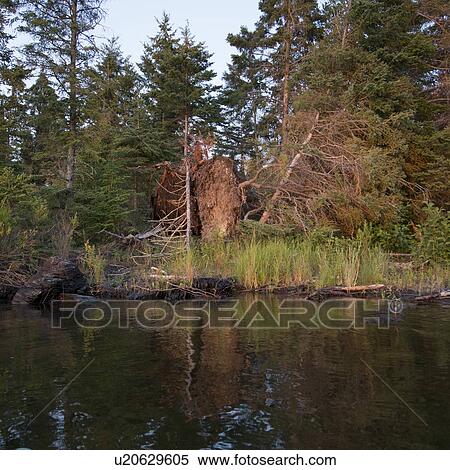 Stock Photography - Reflection of trees along shoreline, Lake of The Woods, Ontario, Canada. Fotosearch