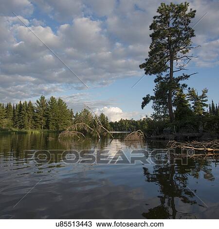 Reflection of trees and clouds in a lake, Lake of The Woods, Ontario, Canada View Large Photo Image Stock Image - Reflection of trees and clouds in a lake, Lake of The Woods, Ontario, Canada. Fotosearch