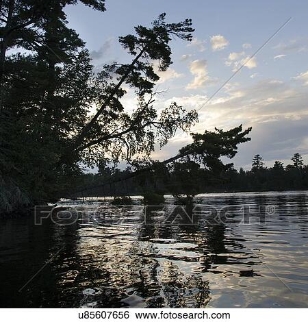 Reflection of trees at dusk, Lake of The Woods, Ontario, Canada View Large Photo Image Stock Photograph - Reflection of trees at dusk, Lake of The Woods, Ontario, Canada. Fotosearch