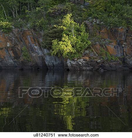 Reflection of trees in a lake, Lake of The Woods, Ontario, Canada View Large Photo Image Stock Image - Reflection of trees in a lake, Lake of The Woods, Ontario, Canada. Fotosearch