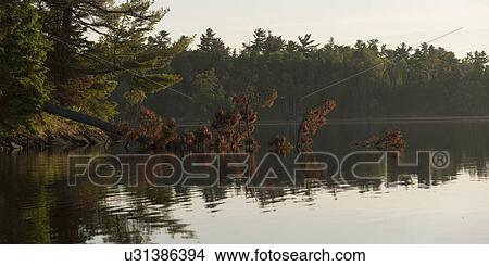 Picture - Reflection of trees in the lake, Lake Of The Woods, Keewatin, Ontario, Canada. Fotosearch