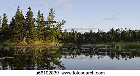 Stock Photo - Reflection of trees in the lake, Lake Of The Woods, Keewatin, Ontario, Canada. Fotosearch
