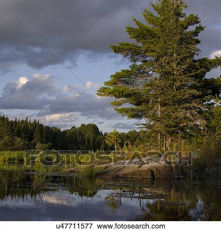 Reflection of trees, Lake of The Woods, Ontario, Canada View Large Photo Image Stock Photo - Reflection of trees, Lake of The Woods, Ontario, Canada. Fotosearch