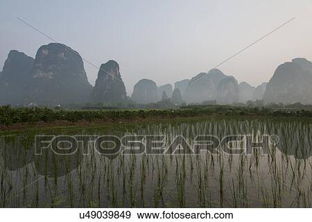 Rice field with mountains in the background, Yangshuo, Guilin, Guangxi Province, China View Large Photo Image Stock Photo - Rice field with mountains in the background, Yangshuo, Guilin, Guangxi Province, China. Fotosearch