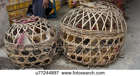 Roosters in a basket at a market stall, Xingping, Yangshuo, Guilin, Guangxi Province, China View Large Photo Image Stock Photo - Roosters in a basket at a market stall, Xingping, Yangshuo, Guilin, Guangxi Province, China. Fotosearch