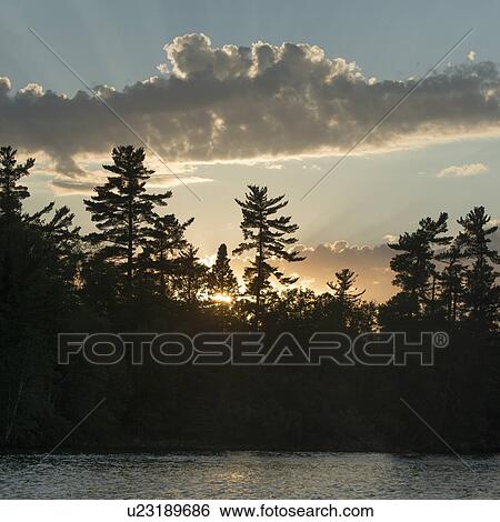 Stock Photograph - Silhouette of trees at dusk, Lake of The Woods, Keewatin, Ontario, Canada. Fotosearch