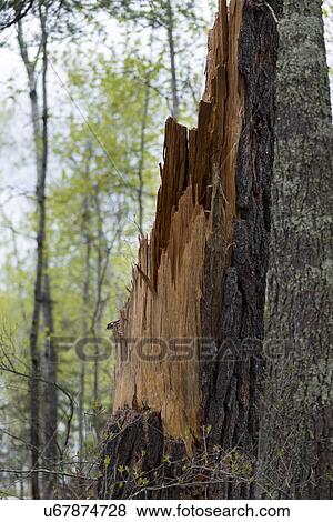 Snapped tree trunk in a forest, Lake of The Woods, Keewatin, Ontario, Canada View Large Photo Image Stock Photo - Snapped tree trunk in a forest, Lake of The Woods, Keewatin, Ontario, Canada. Fotosearch