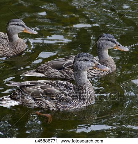 Three ducks swimming, Lake of The Woods, Ontario, Canada View Large Photo Image Stock Image - Three ducks swimming, Lake of The Woods, Ontario, Canada. Fotosearch