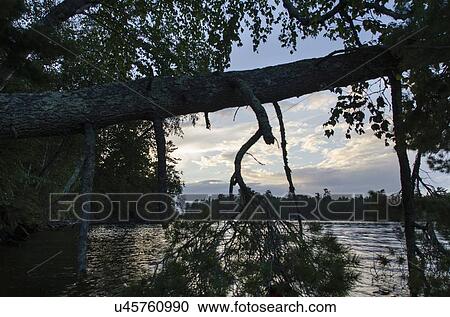 Stock Image - Tree at the lakeside, Lake of The Woods, Keewatin, Ontario, Canada. Fotosearch