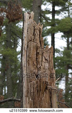 Stock Photo - Tree stump in a forest, Lake of The Woods, Keewatin, Ontario, Canada. Fotosearch