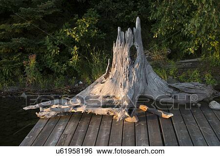 Stock Photograph - Tree stump on a dock at Lake of The Woods, Keewatin, Ontario, Canada. Fotosearch