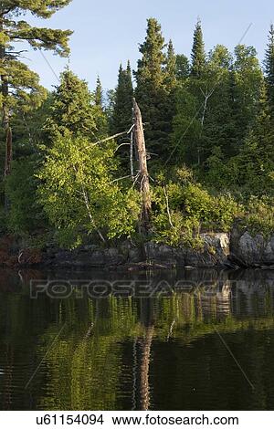 Picture - Trees at the lakeside, Lake of The Woods, Keewatin, Ontario, Canada. Fotosearch