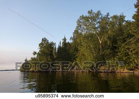 Trees at the lakeside, Lake of The Woods, Keewatin, Ontario, Canada View Large Photo Image Picture - Trees at the lakeside, Lake of The Woods, Keewatin, Ontario, Canada. Fotosearch