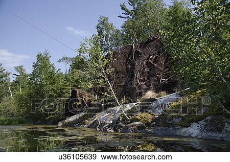 Stock Photo - Trees at the lakeside, Lake of The Woods, Keewatin, Ontario, Canada. Fotosearch