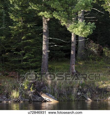 Trees in a forest, Lake of The Woods, Ontario, Canada View Large Photo Image Stock Image - Trees in a forest, Lake of The Woods, Ontario, Canada. Fotosearch