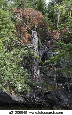Trees in a forest, Ontario, Canada View Large Photo Image Stock Photography - Trees in a forest, Ontario, Canada. Fotosearch