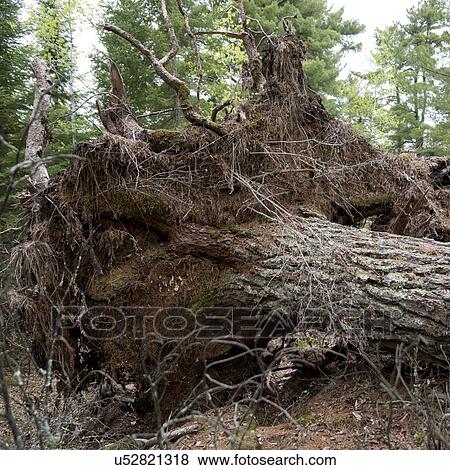 Uprooted tree in a forest, Lake of The Woods, Ontario, Canada View Large Photo Image Stock Photo - Uprooted tree in a forest, Lake of The Woods, Ontario, Canada. Fotosearch