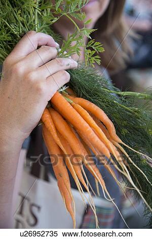 Woman holding a bunch of carrots, Keewatin, Ontario, Canada View Large Photo Image Stock Photography - Woman holding a bunch of carrots, Keewatin, Ontario, Canada. Fotosearch