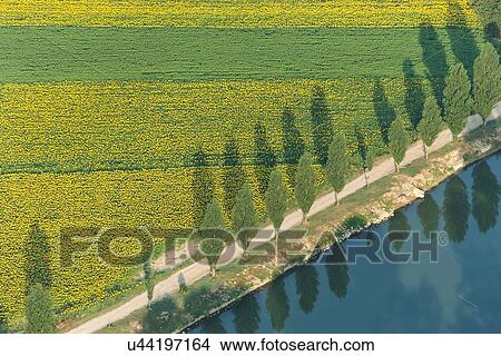 Picture - Aerial view of diagonal line of cypress trees and blue sky with white clouds reflected in River Tiber, and horizontal lines of sunflower fields beyond, detail view in early morning sunshine, Umbria, Italy. Fotosearch