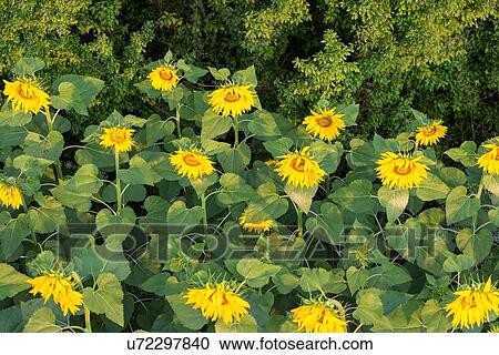 Stock Image - Aerial view of flowering sunflower field in early morning sunshine, Umbria, Italy. Fotosearch