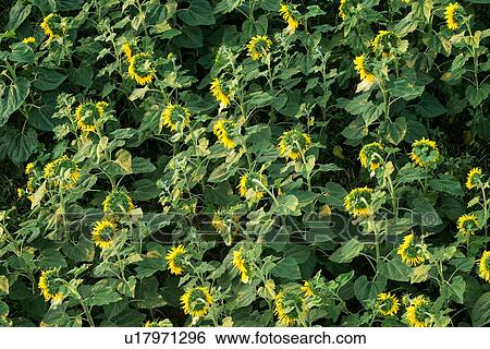 Aerial view of flowering sunflower field in early morning sunshine, Umbria, Italy View Large Photo Image Stock Photograph - Aerial view of flowering sunflower field in early morning sunshine, Umbria, Italy. Fotosearch