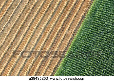 Aerial view of freshly mown hay fields with diagonal lines of ridged hay piles, and adjacent fields of sunflowers, creating diagonal pattern, Middle Tiber Valley, Umbria, Italy View Large Photo Image Stock Image - Aerial view of freshly mown hay fields with diagonal lines of ridged hay piles, and adjacent fields of sunflowers, creating diagonal pattern, Middle Tiber Valley, Umbria, Italy. Fotosearch
