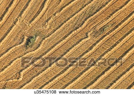 Stock Photo - Aerial view of freshly mown hayfields with ridged hay piles, in diagonal lines, detail view in early morning sunshine, Umbria, Italy. Fotosearch