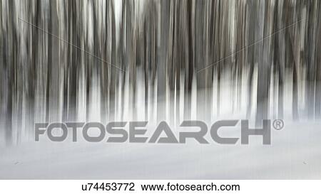 Birch forest in the snow, panorama with motion blur, Shiretoko Peninsula, Hokkaido, Japan View Large Photo Image Stock Image - Birch forest in the snow, panorama with motion blur, Shiretoko Peninsula, Hokkaido, Japan. Fotosearch
