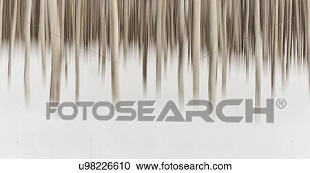 Stock Image - Birch forest in the snow, panorama with motion blur, Shiretoko Peninsula, Hokkaido, Japan. Fotosearch