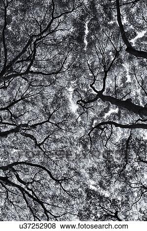 Stock Photo - Canopy view in monochrome: overhead trees in Hama-Rikyu gardens, with branches on each side forming interlacing pattern. Tokyo, Japan. Fotosearch