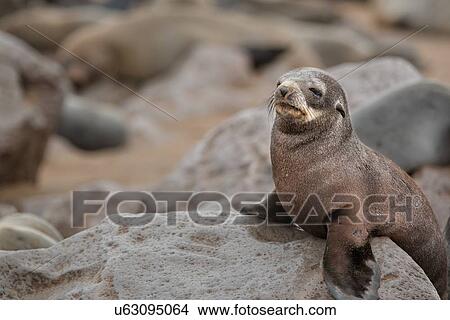 Cape Cross fur seals: baby seal sitting on rock close up, Namibia, South West Africa View Large Photo Image Picture - Cape Cross fur seals: baby seal sitting on rock close up, Namibia, South West Africa. Fotosearch