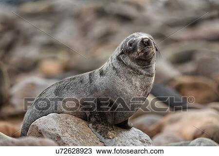 Cape Cross fur seals: baby seal sitting on rock close up, Namibia, South West Africa View Large Photo Image Stock Image - Cape Cross fur seals: baby seal sitting on rock close up, Namibia, South West Africa. Fotosearch