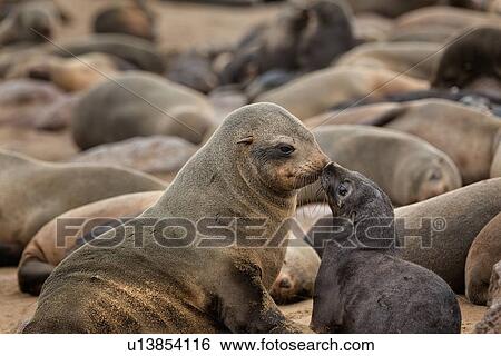Stock Photograph - Cape Cross fur seals: female "kissing" baby close up detail, Namibia, South West Africa. Fotosearch