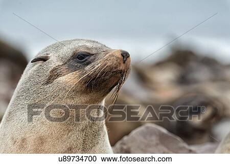 Stock Image - Cape Cross fur seals: single female, close up detail of face with colony beyond, Namibia, South West Africa. Fotosearch